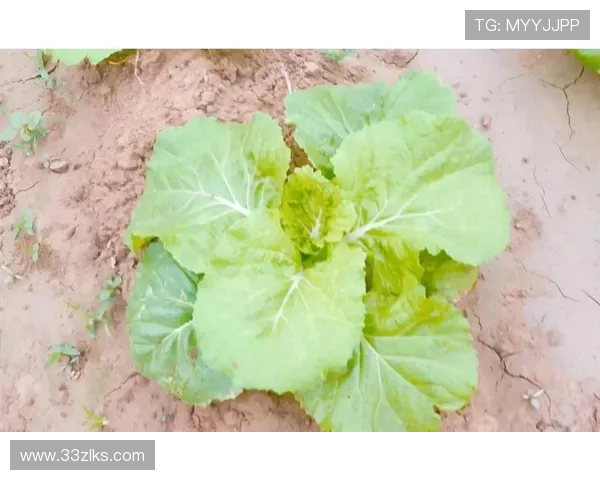 全面解析白菜专区大全：种类、特点与养护技巧